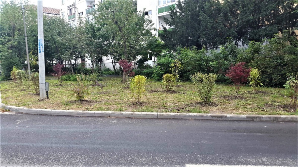zona verde plantari copaci
