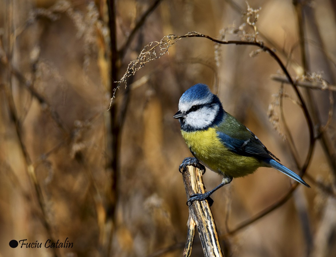 Pitigoi albastru -Cyanistes caeruleus, foto credit Catalin Fuciu