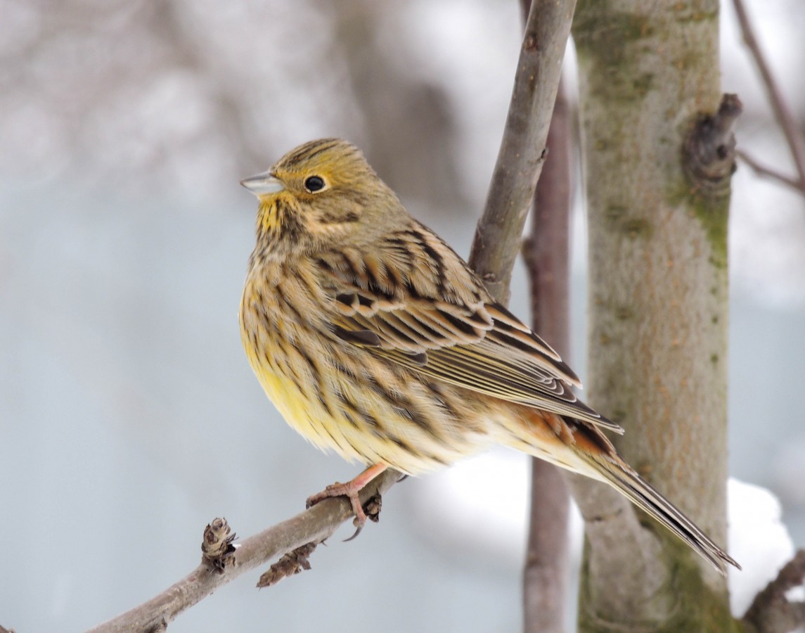 Presura galbena - Emberiza citrinella, foto credit Catalin Fuciu