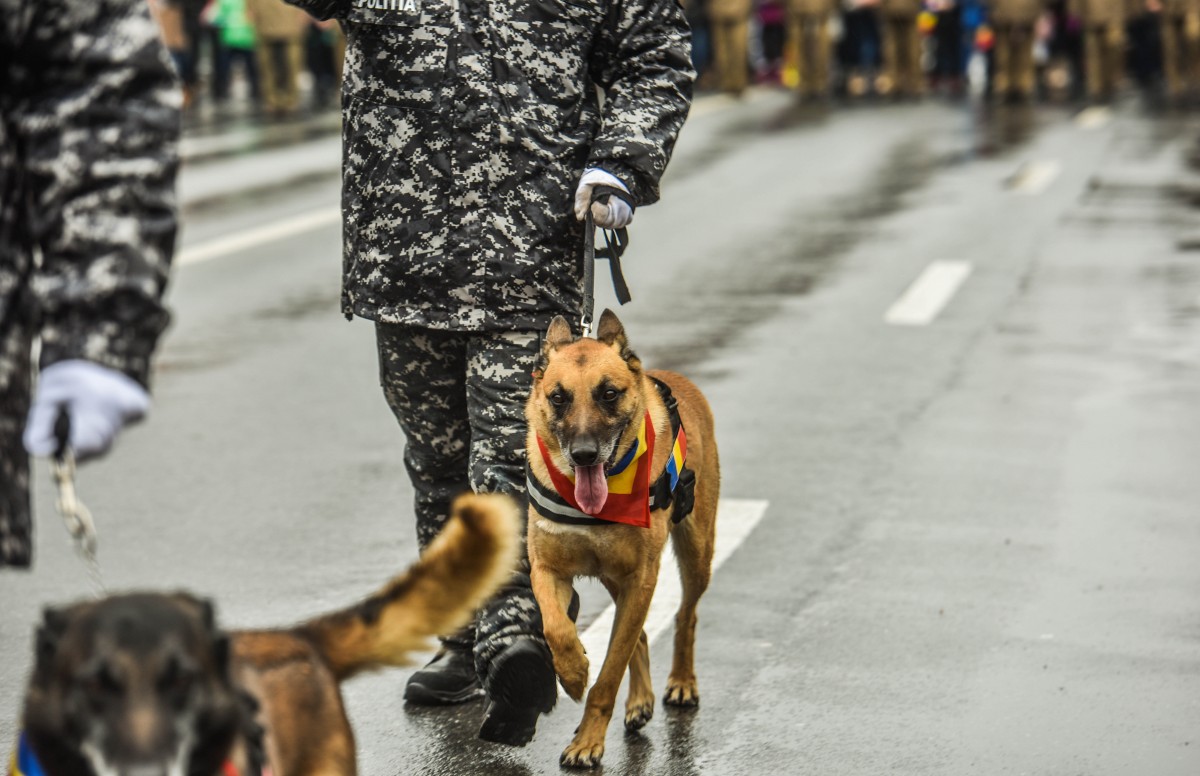 ziua nationala 1 decembrie parada defilare (27)