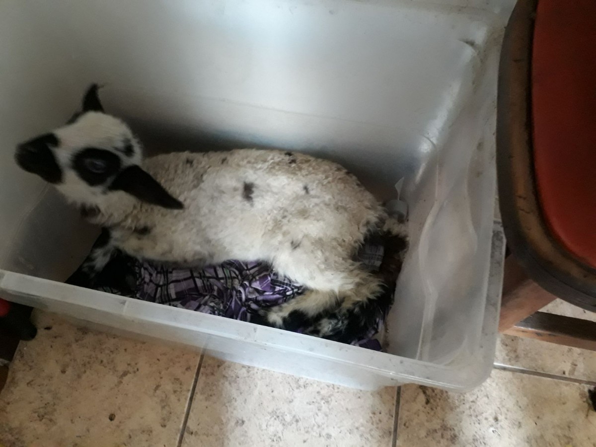 animale incendiu sura mica (1)