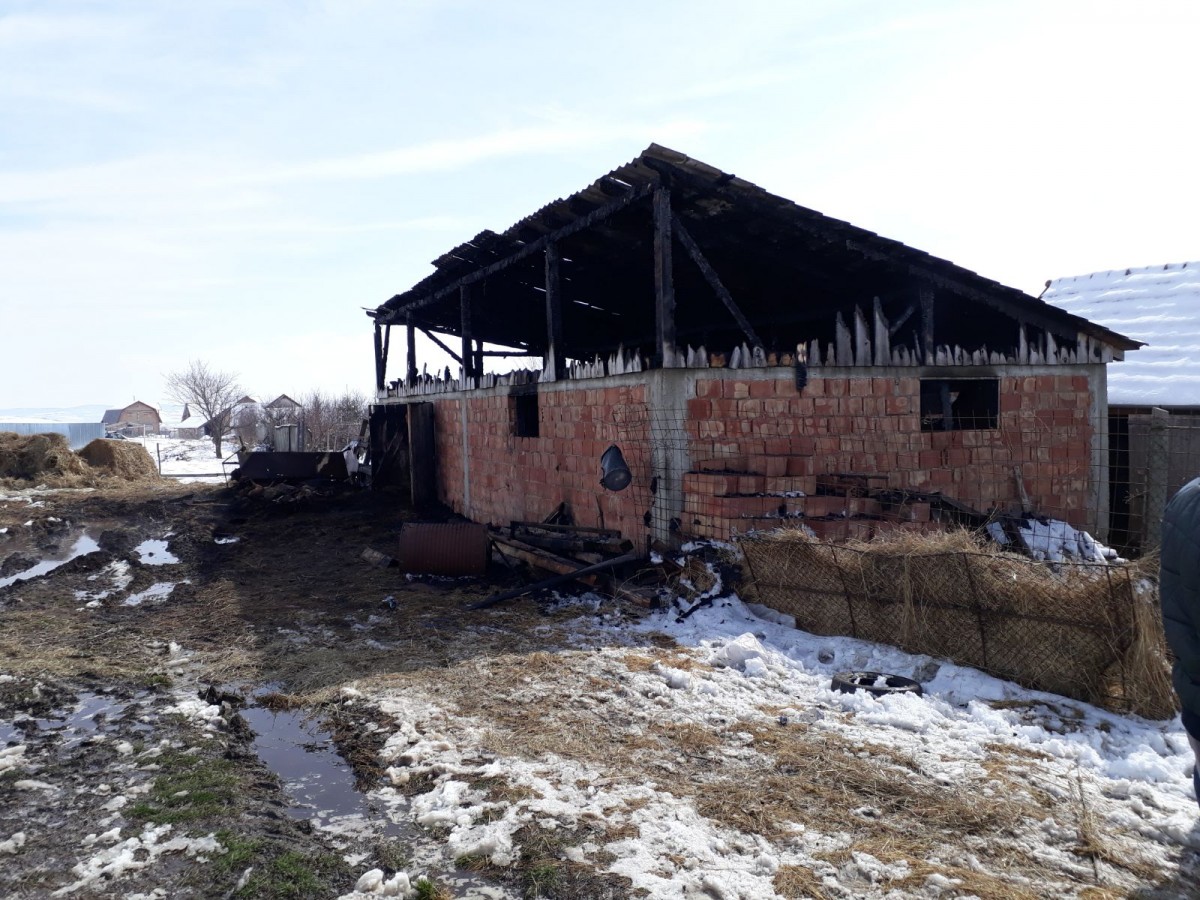 animale incendiu sura mica (2)