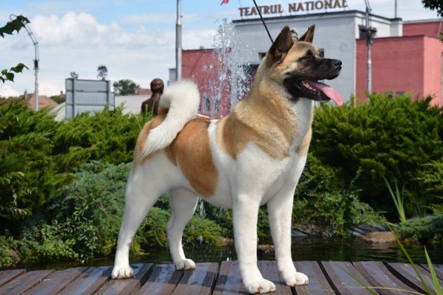 femela-american-akita-sibiu