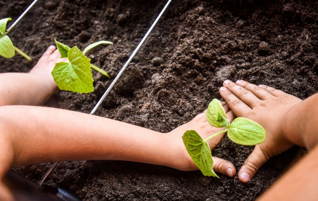 gradina din gradinita gradinita 16 (14)