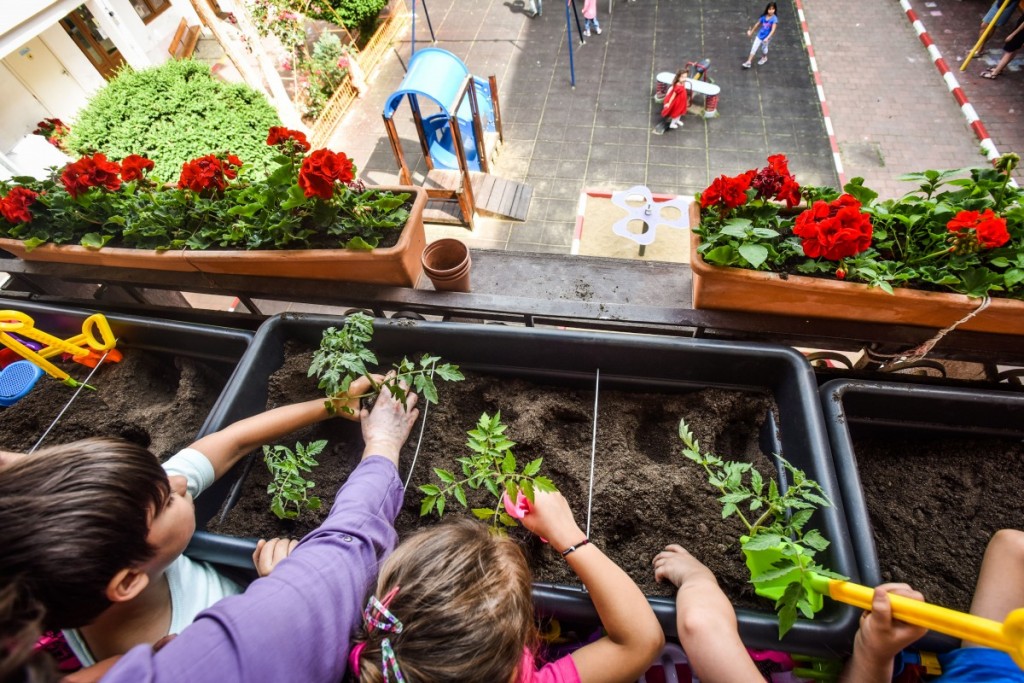 gradina din gradinita gradinita 16 (25)