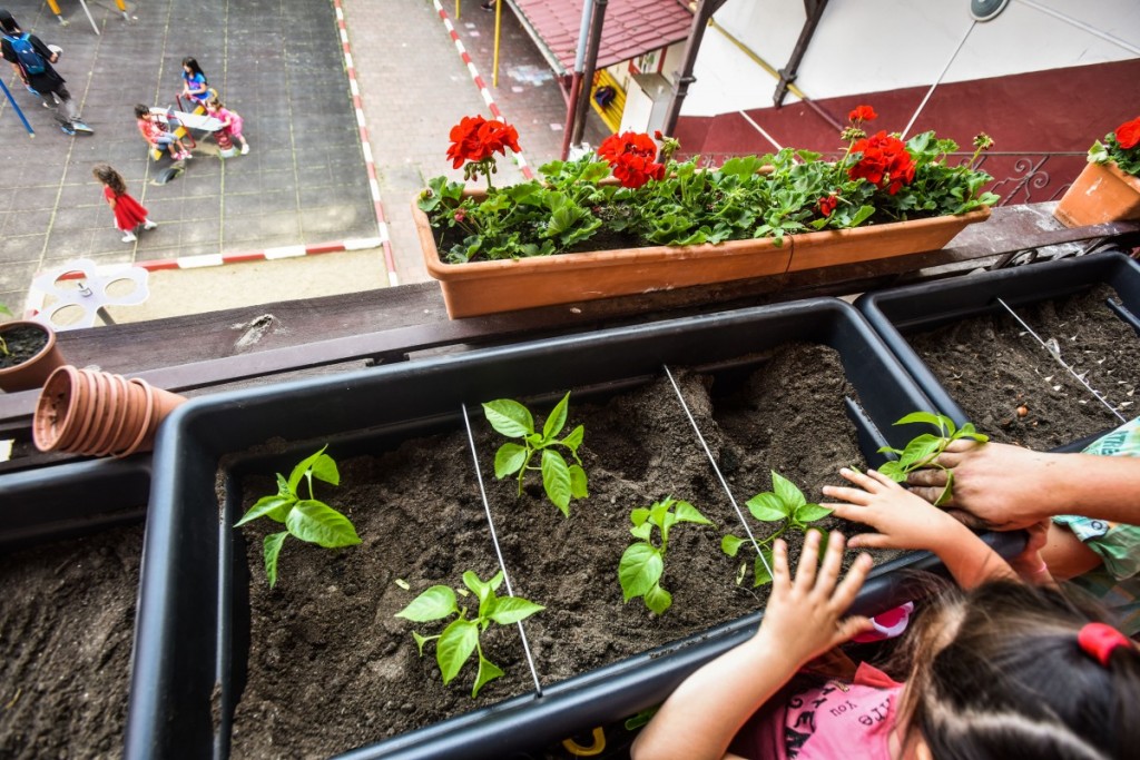 gradina din gradinita gradinita 16 (28)