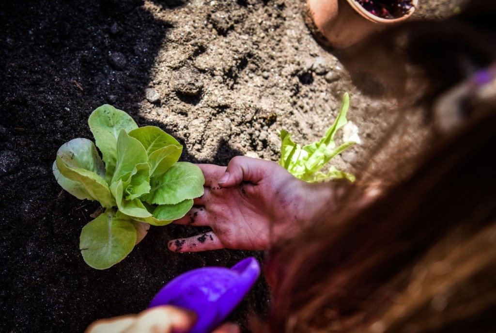 gradina din gradinita nr 33 (26)