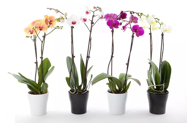 orhidee (1)