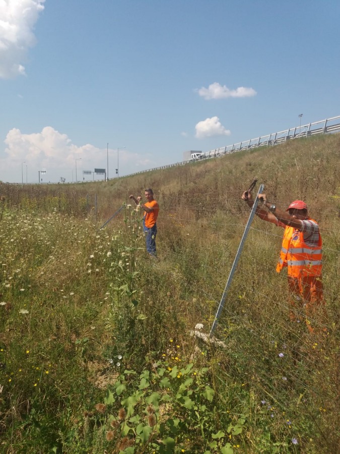 garduri autostrada ursi