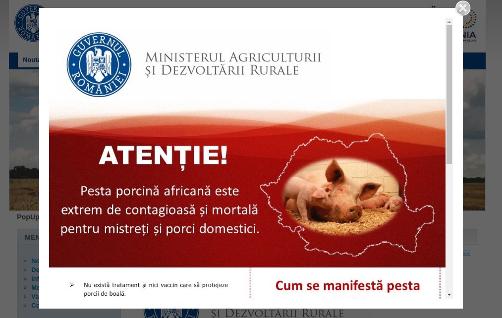 info pesta porcina atentie
