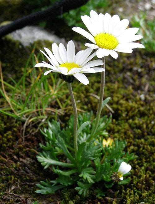 parang_flora_13082013_foto19rf-romania-natura