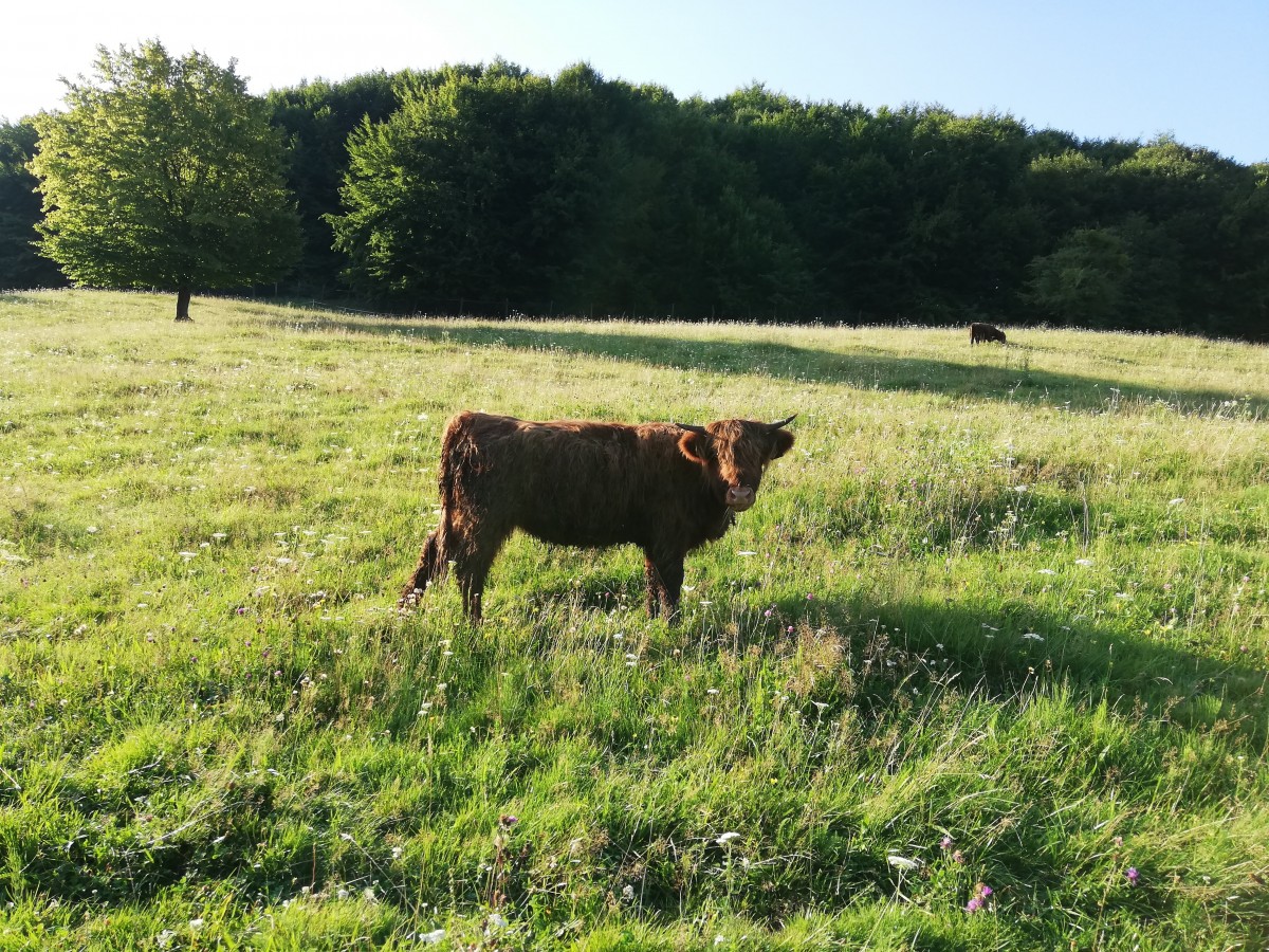 vaca highland 2