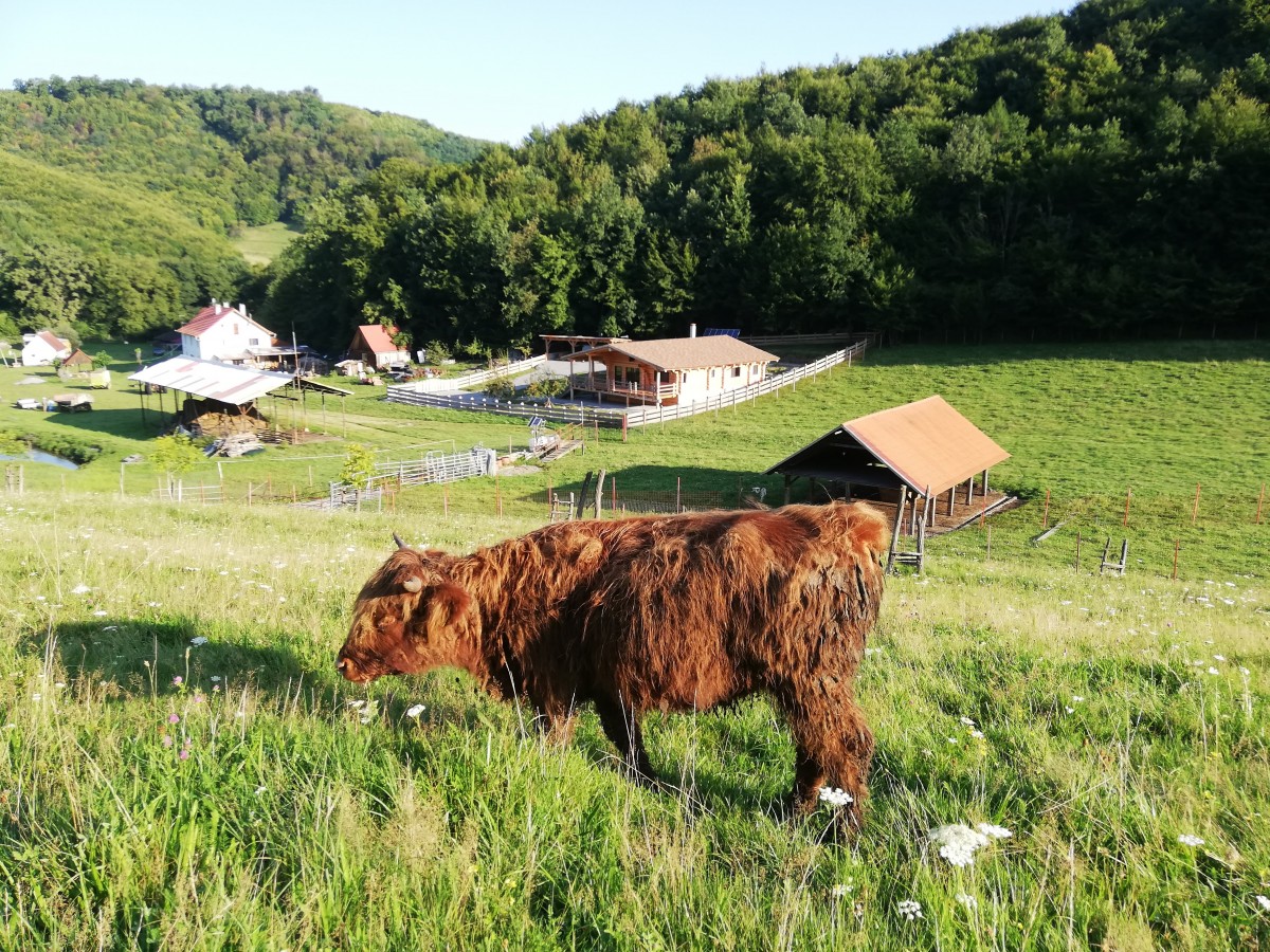 vaca highland