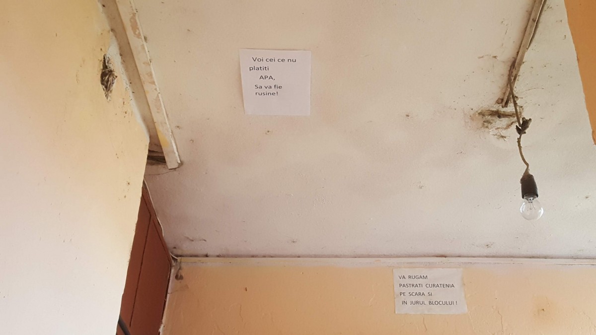 apa tiglari (13)