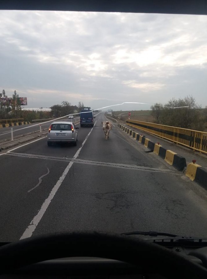 vaca