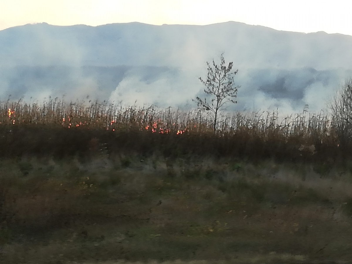 incendiu vegetatie (1)
