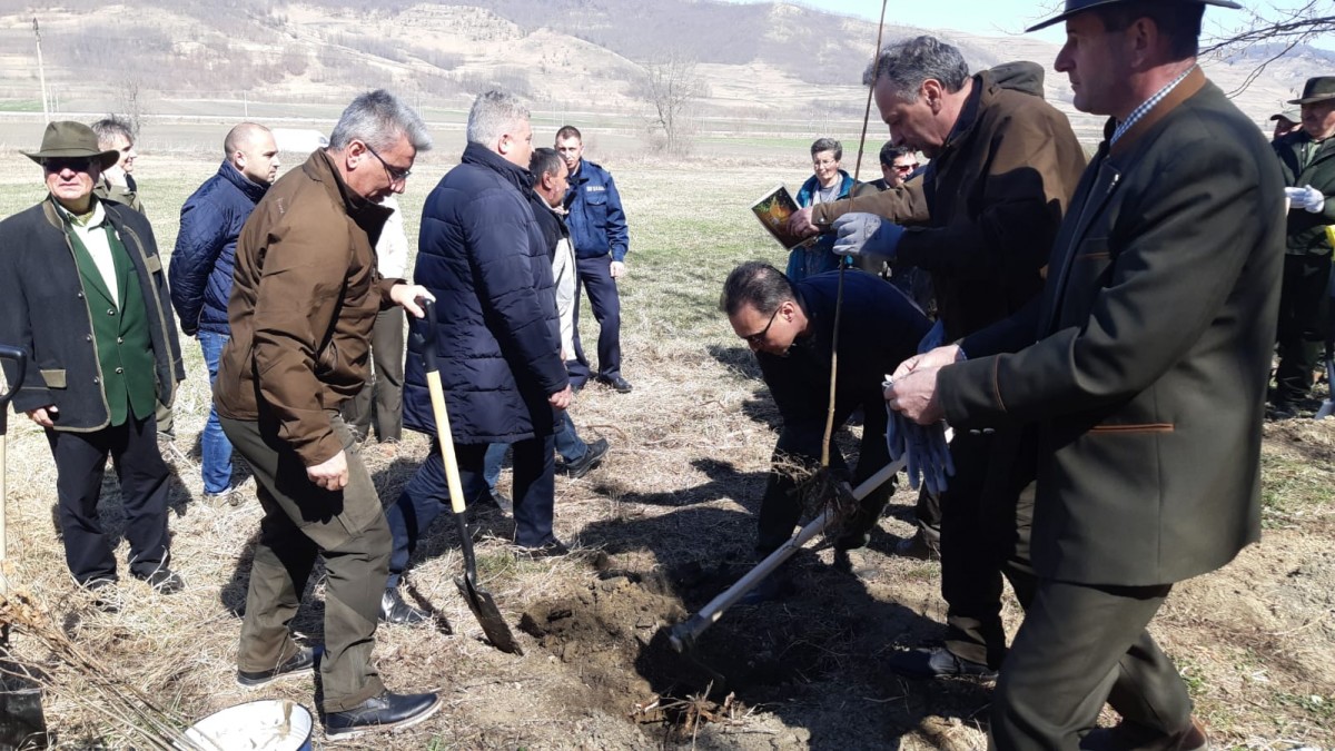 plantare puieti copsa mica 2