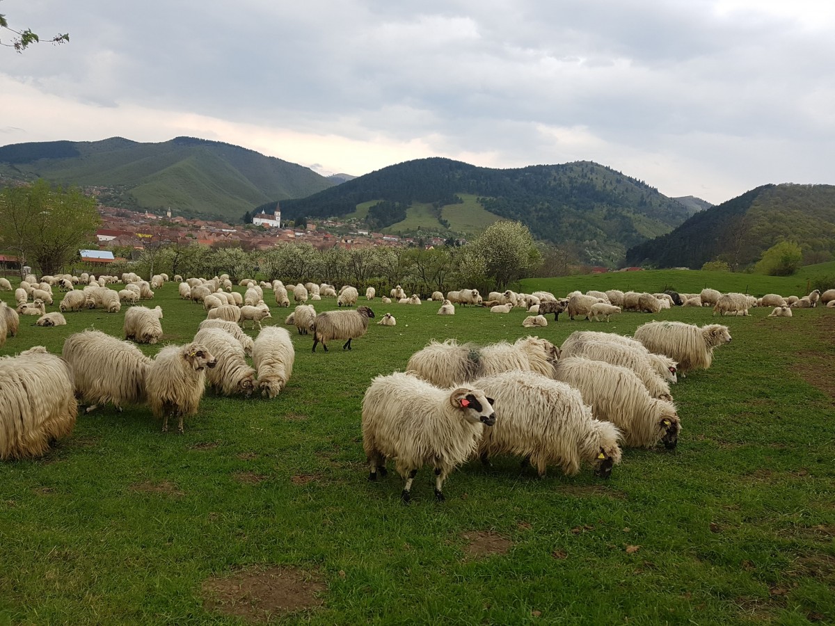 miei oi paste rasinari 