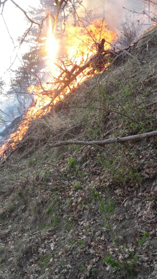 incendiu padure malancrav