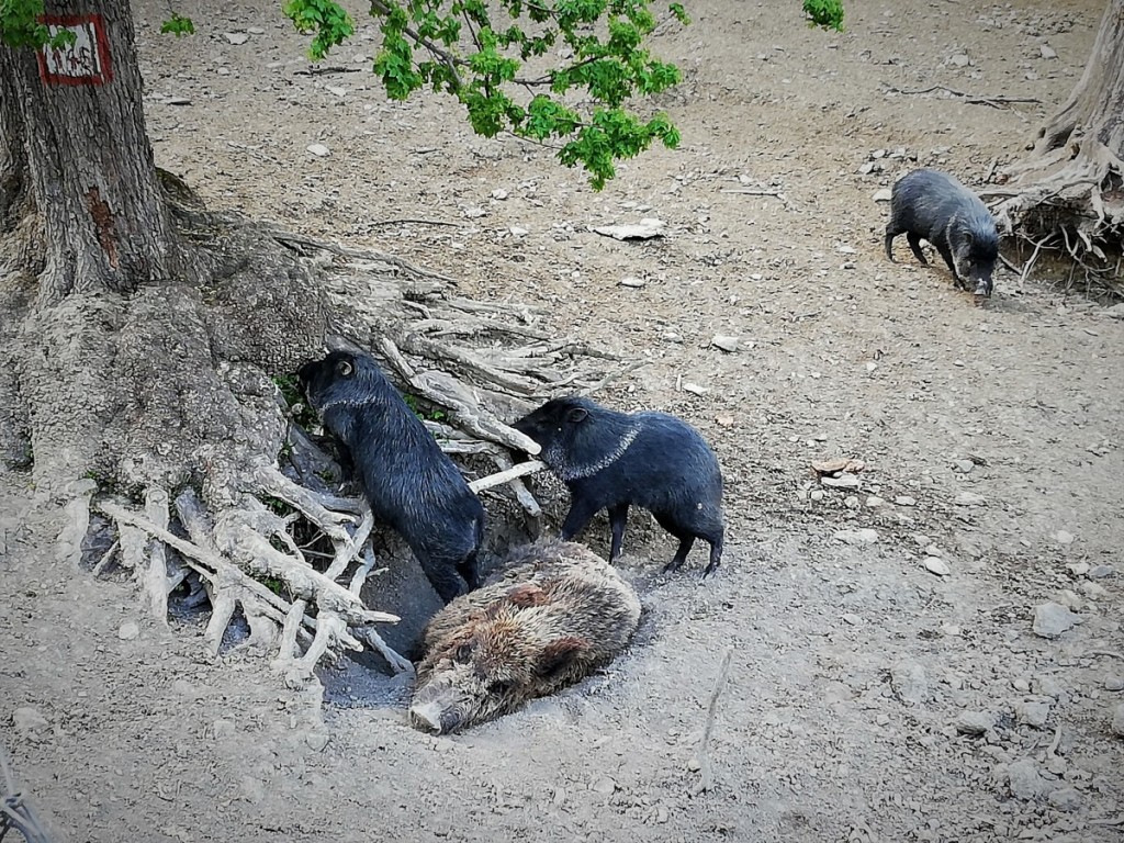 zoo (3)
