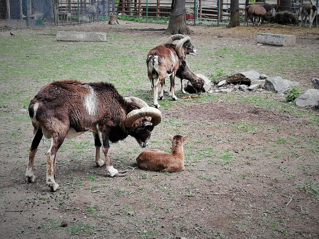zoo (5)
