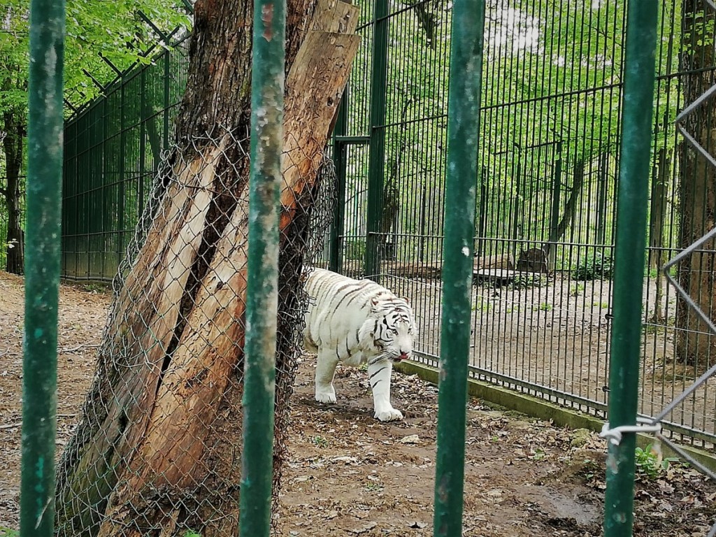 zoo (7)