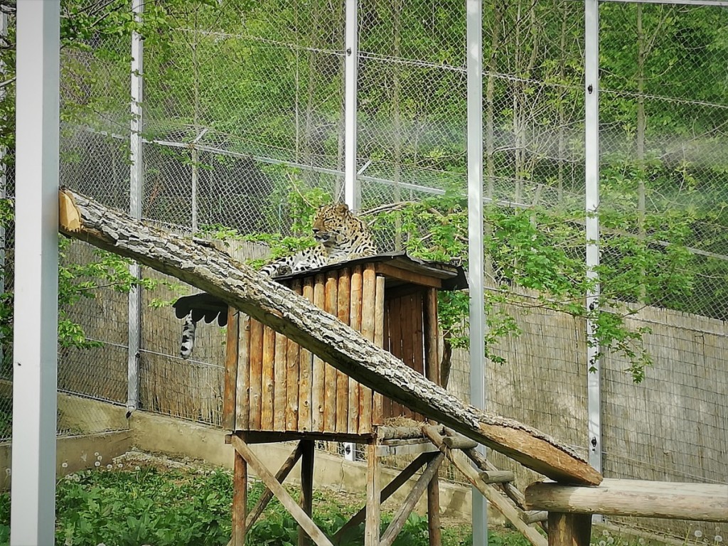 zoo (8)