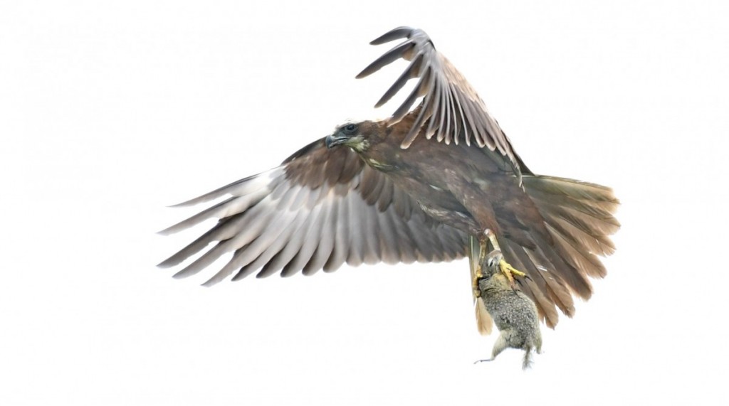 popandau vs erete de camp (2)