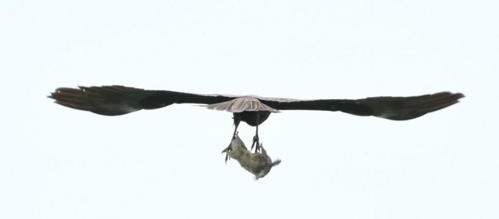 popandau vs erete de camp (3)