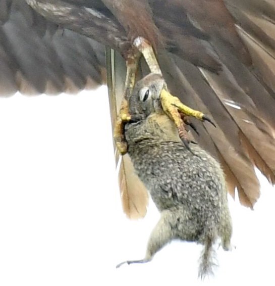 popandau vs erete de camp (4)