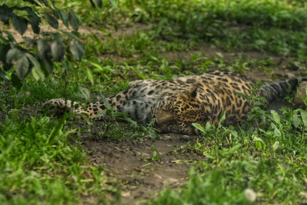 zoo-sibiu-dragos-dumitru (5)