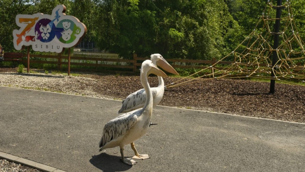 zoo-sibiu-dragos-dumitru (8)