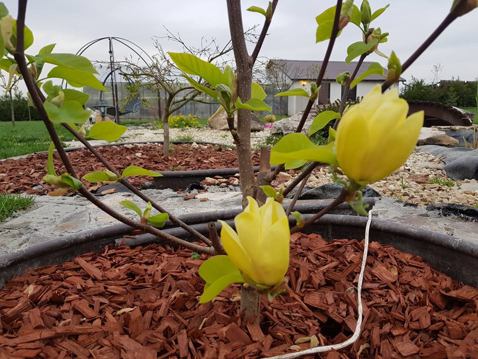 gradina viselor micile afaceri (9)