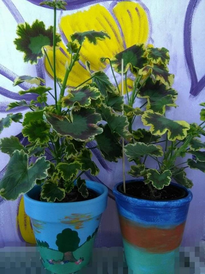 micile afaceri ghivece (4)