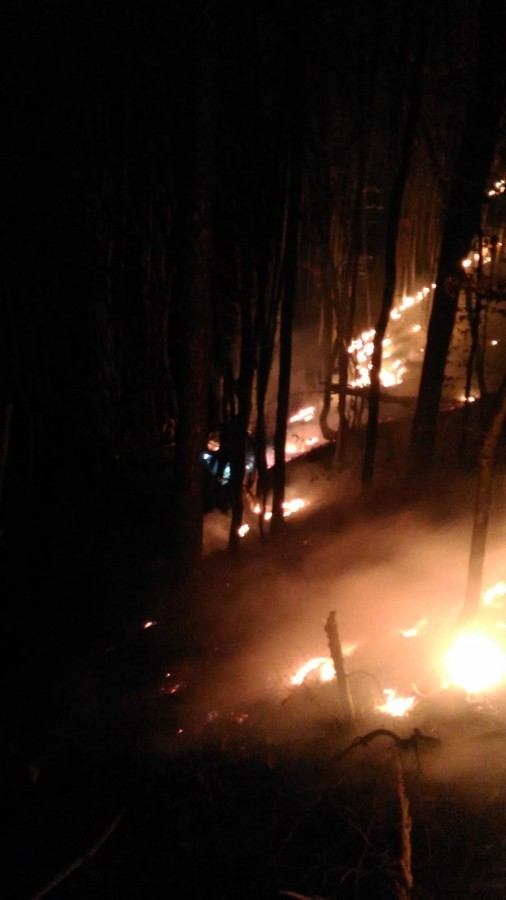incendiu padure magura (2)
