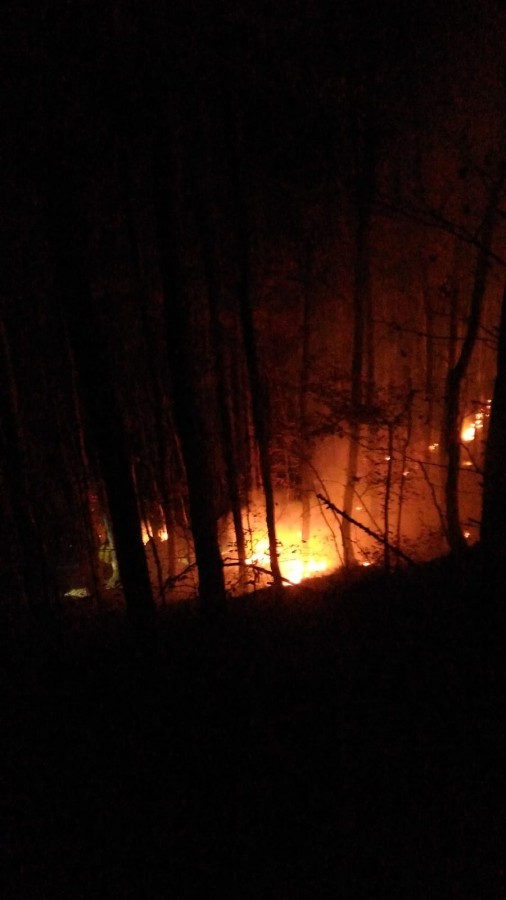 incendiu padure magura (3)