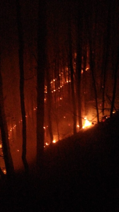 incendiu padure magura (4)