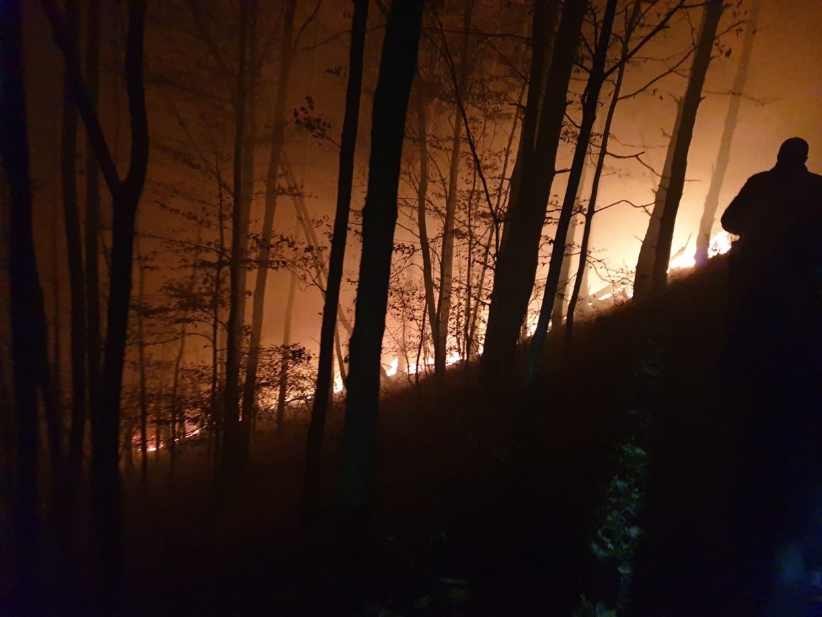 incendiu padure magura (7)