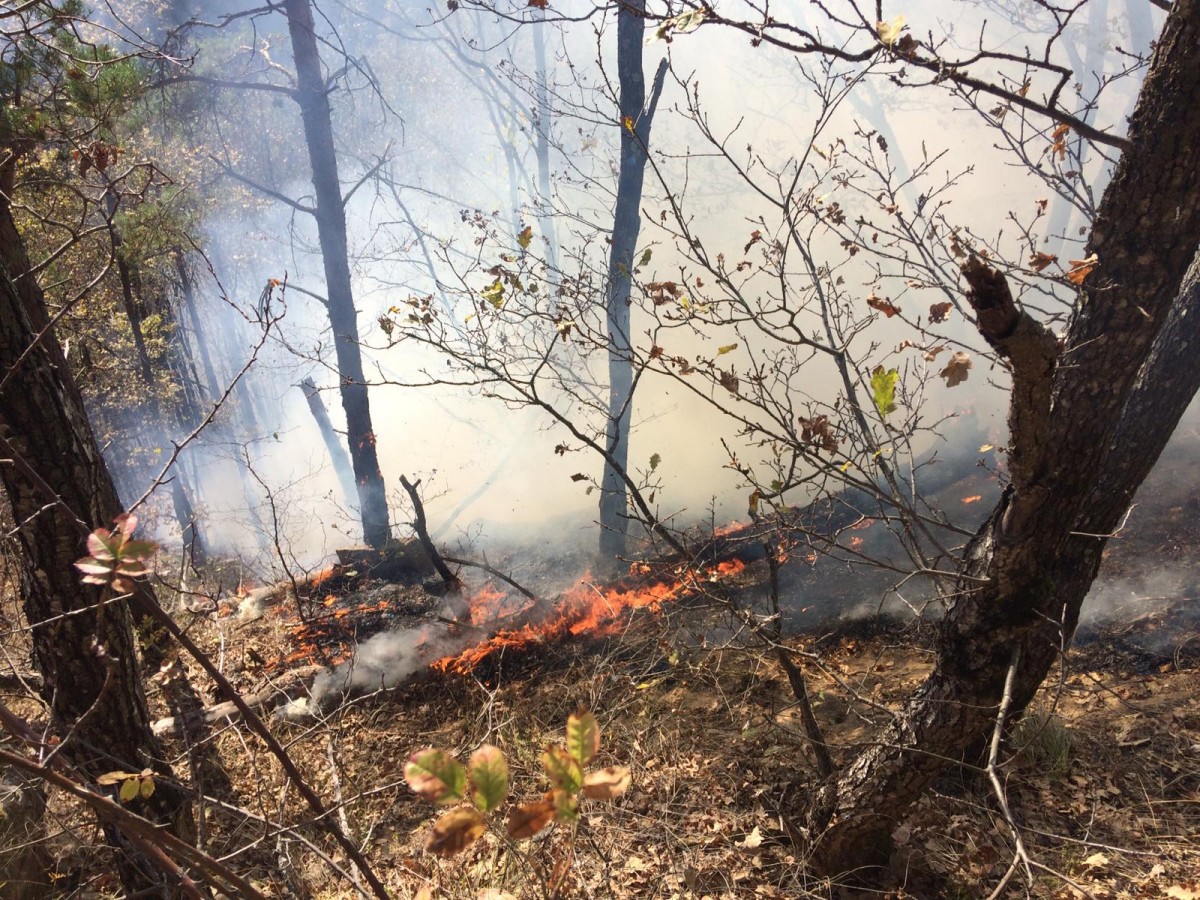 incendiu padure pompieri Magura (2)