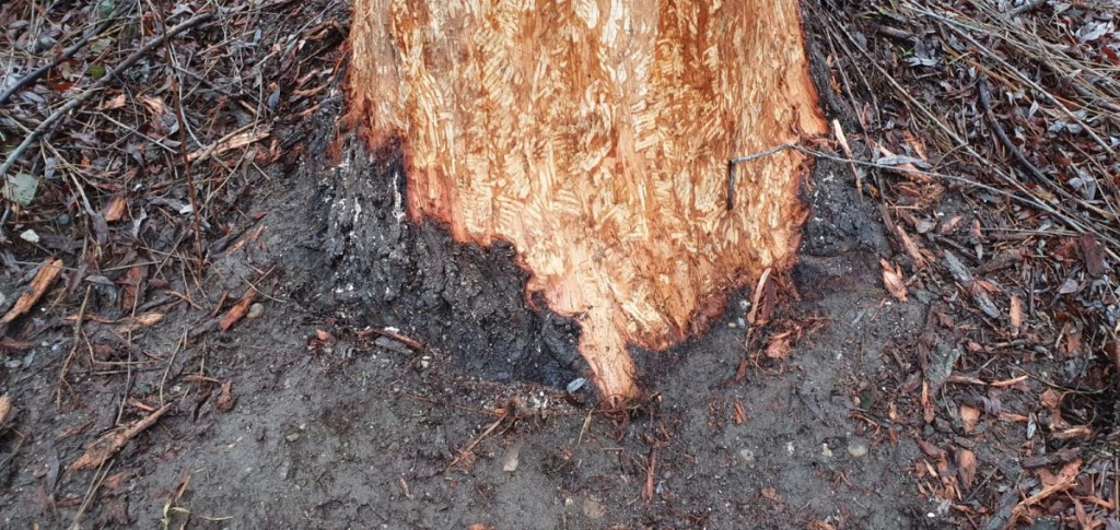 WhatsApp Image 2020-03-22 at 16.58.19 (1)