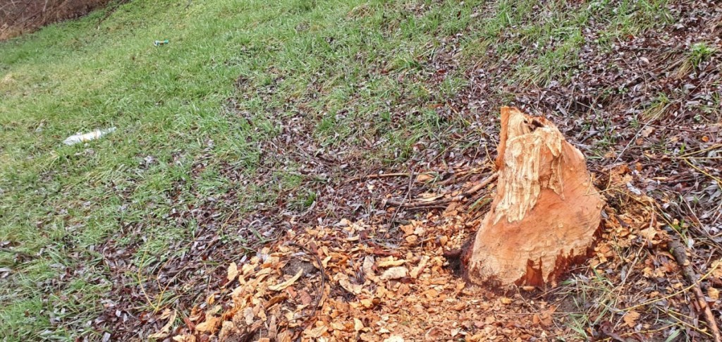 WhatsApp Image 2020-03-22 at 16.58.19 (2)