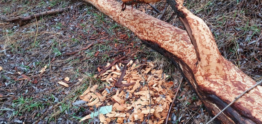 WhatsApp Image 2020-03-22 at 16.58.19 (3)