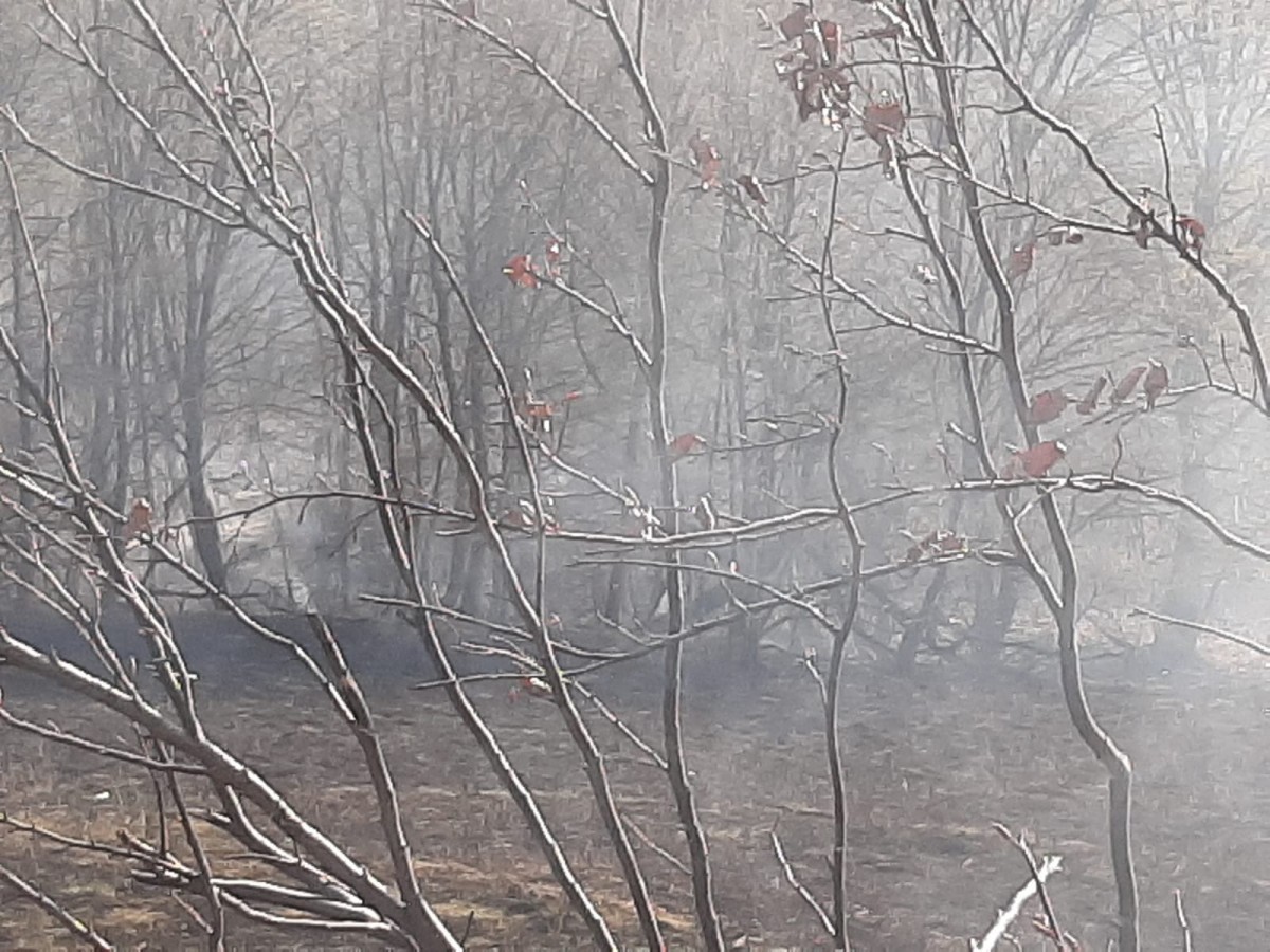 Incendiu vegetatie