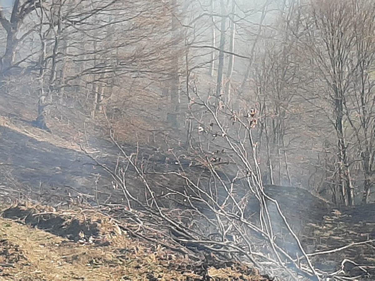 Incendiu vegetatie