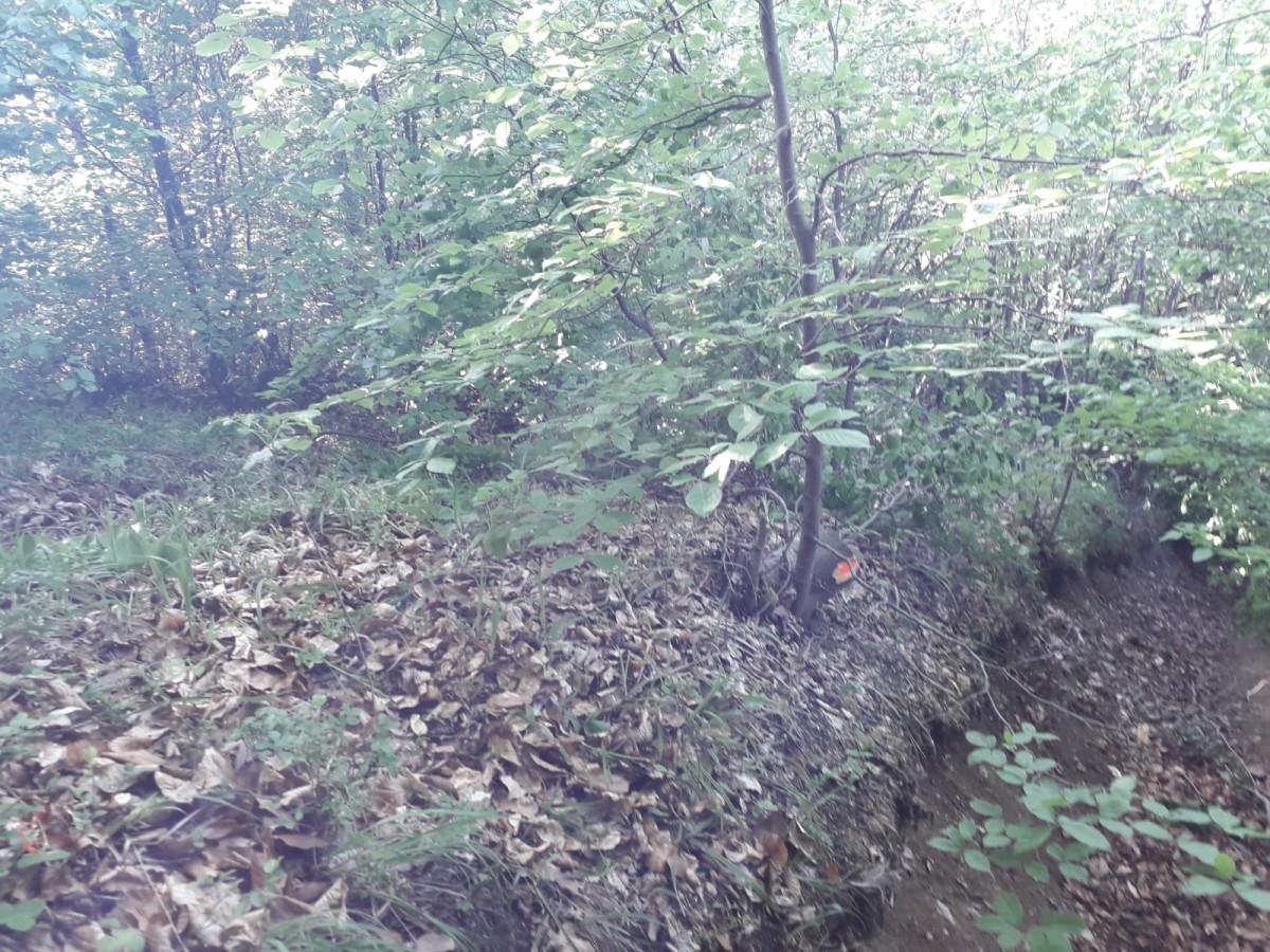 copaci taiati padure4