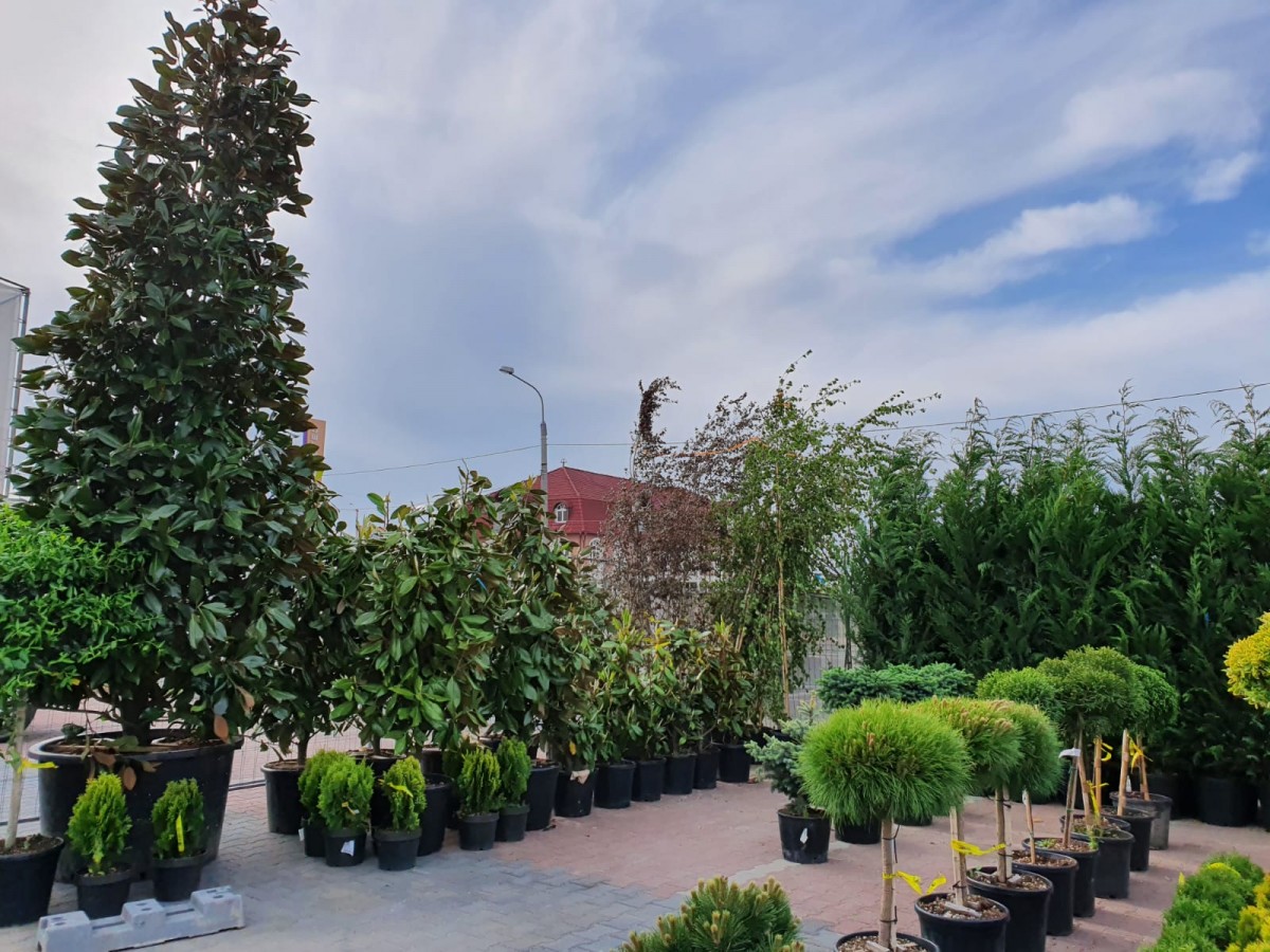 garden center