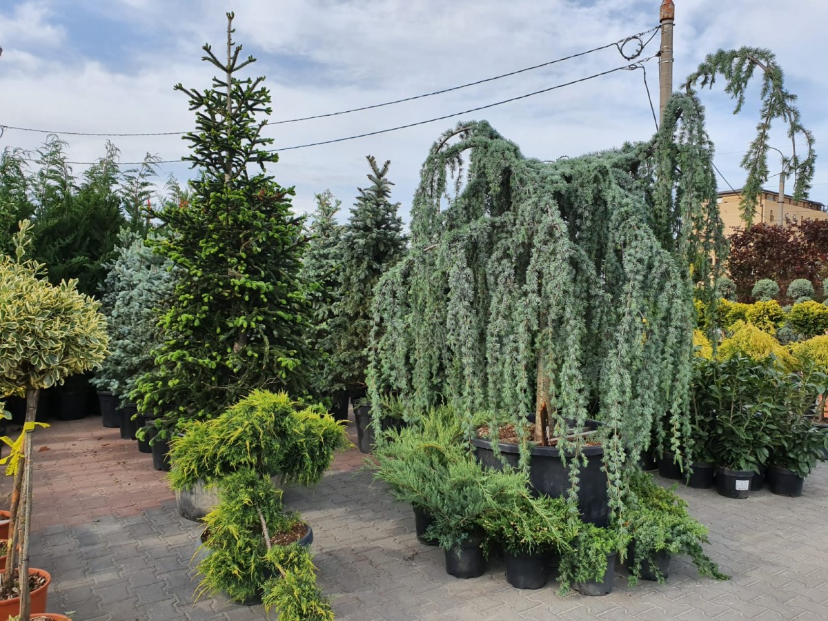 garden center1