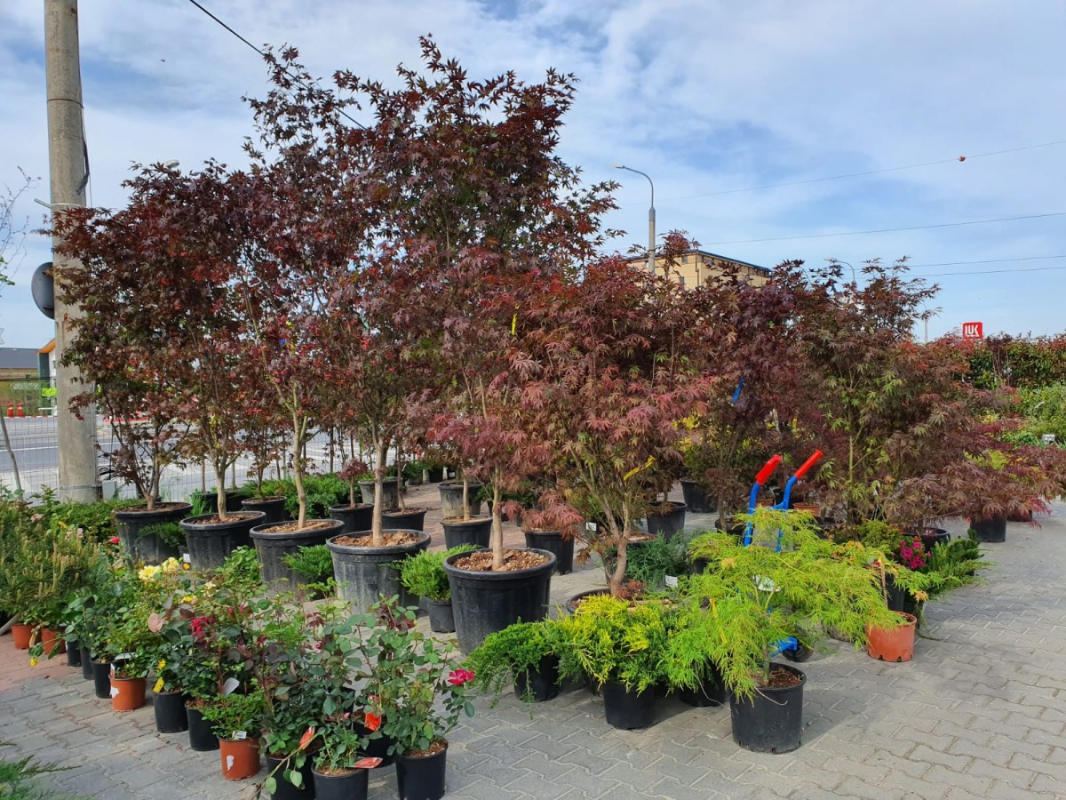 garden center2