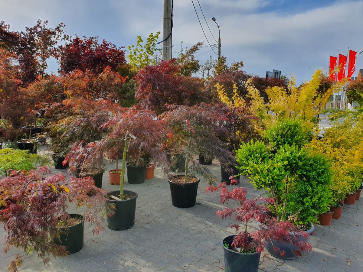 garden center4