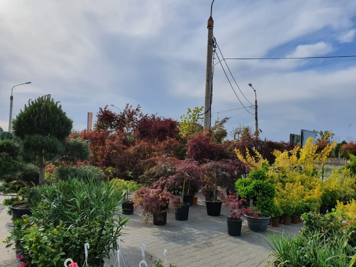 garden center5